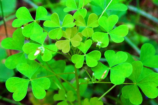 patch of clovers