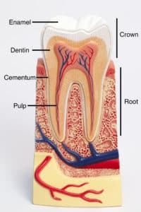 A model showing different parts of the teeth, including the off-white dentin. 
