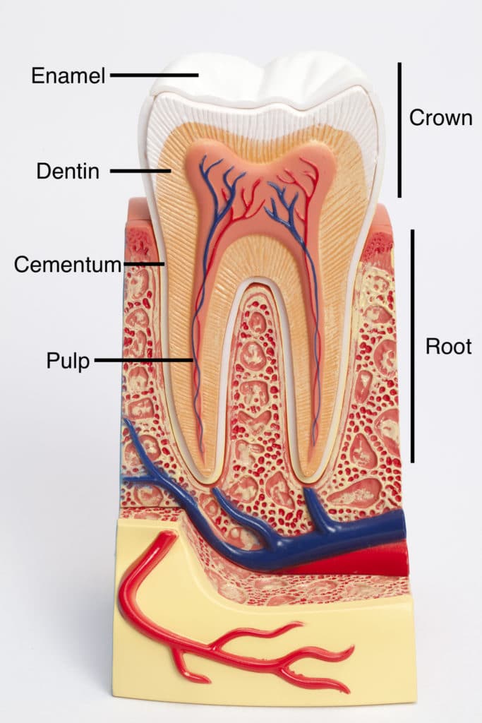 parts of a tooth